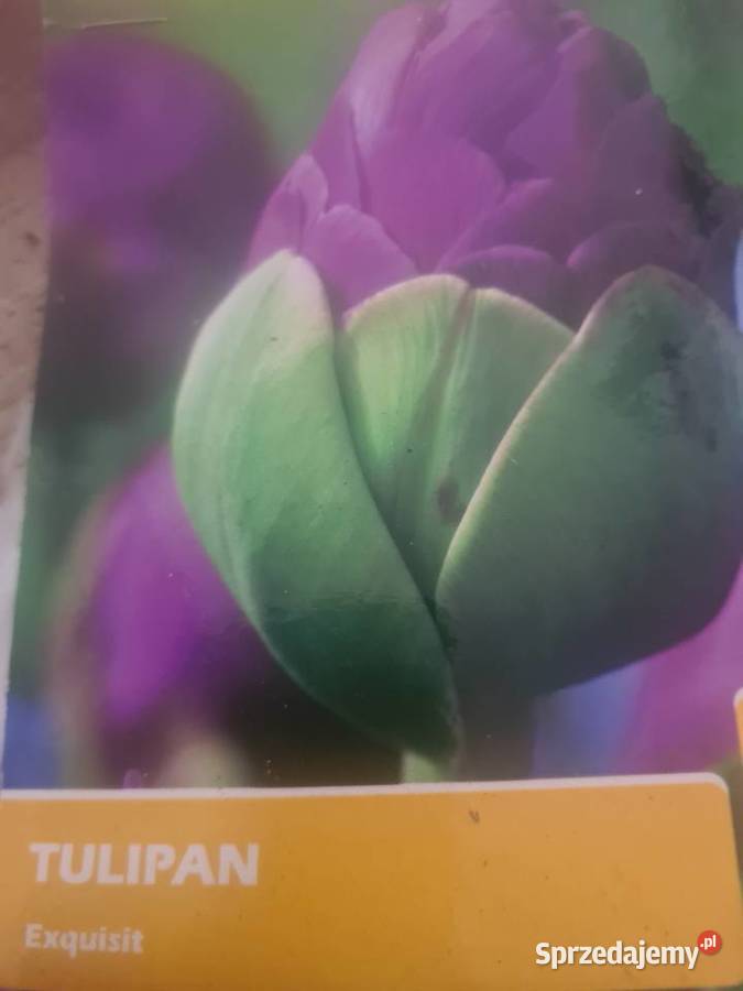 Tulipan świeże cebulki mix kolorów Bydgoszcz