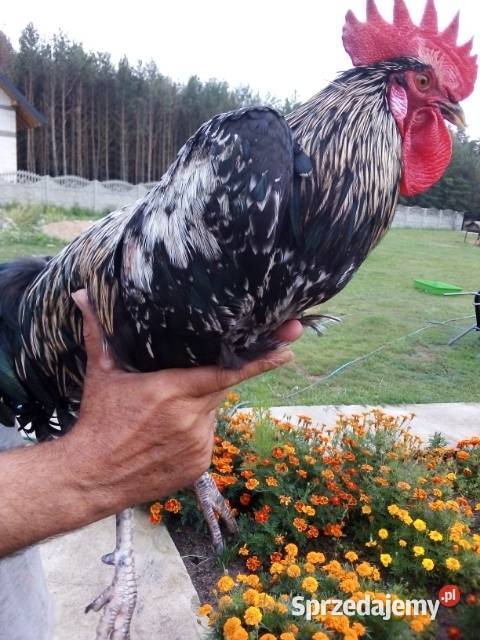 Kogut ozdobny