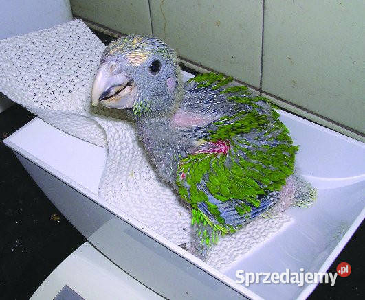 sprzedam amazonki do ręcznego karmienia śląskie Dąbrowa Górnicza