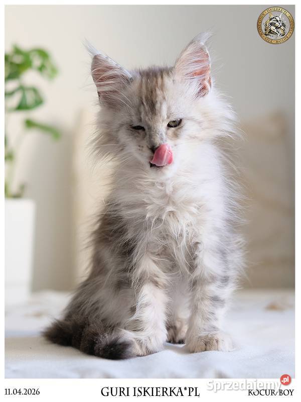 Guri uroczy jegomość kocurek maine coon
