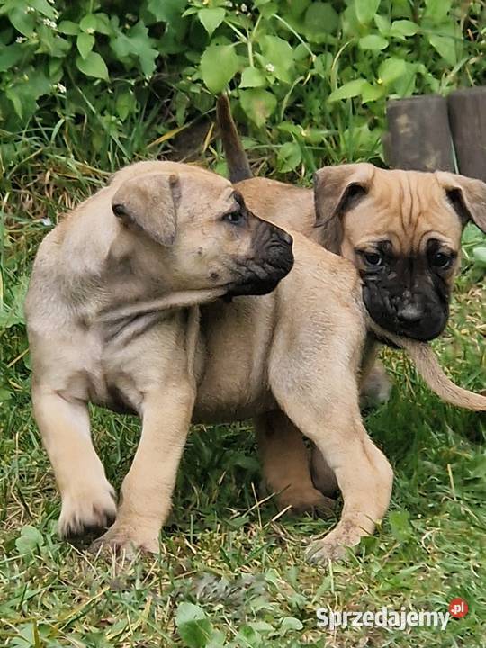 SPRZEDAM SZCZENIAKI CANE CORSO