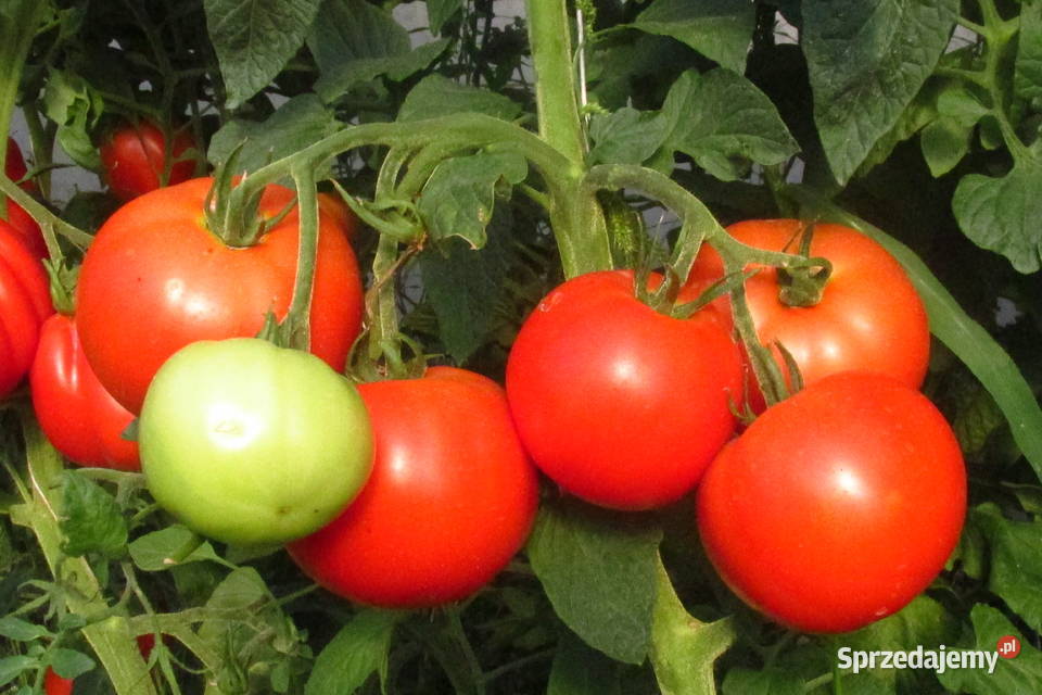 Sadzonki pomidorów holenderskich i polskich pd Łomianki sprzedam