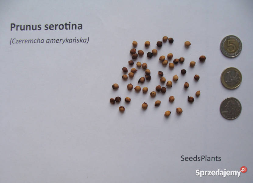 CZEREMCHA AMERYKAŃSKA Prunus serotina NASIONA