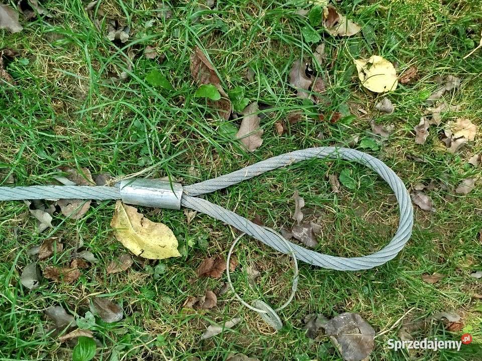 Lina z uszami zawiesie Szkodna