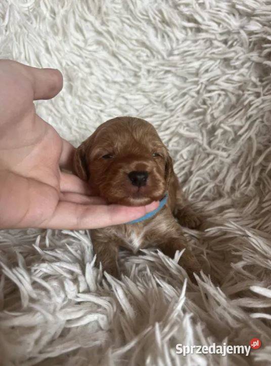 Piesek cockapoo mama cocker spaniel tata pudel Busko-Zdrój sprzedam