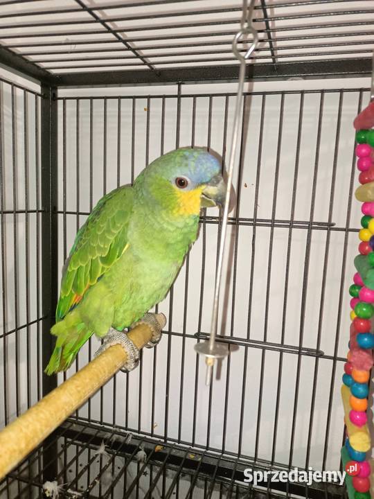Papuga amazonka modrobrewa mazowieckie Wyszków
