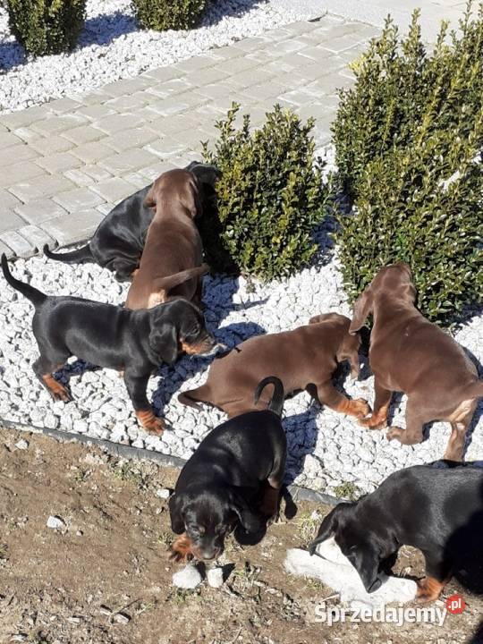 Gończy Polski szczenięta sprzedam