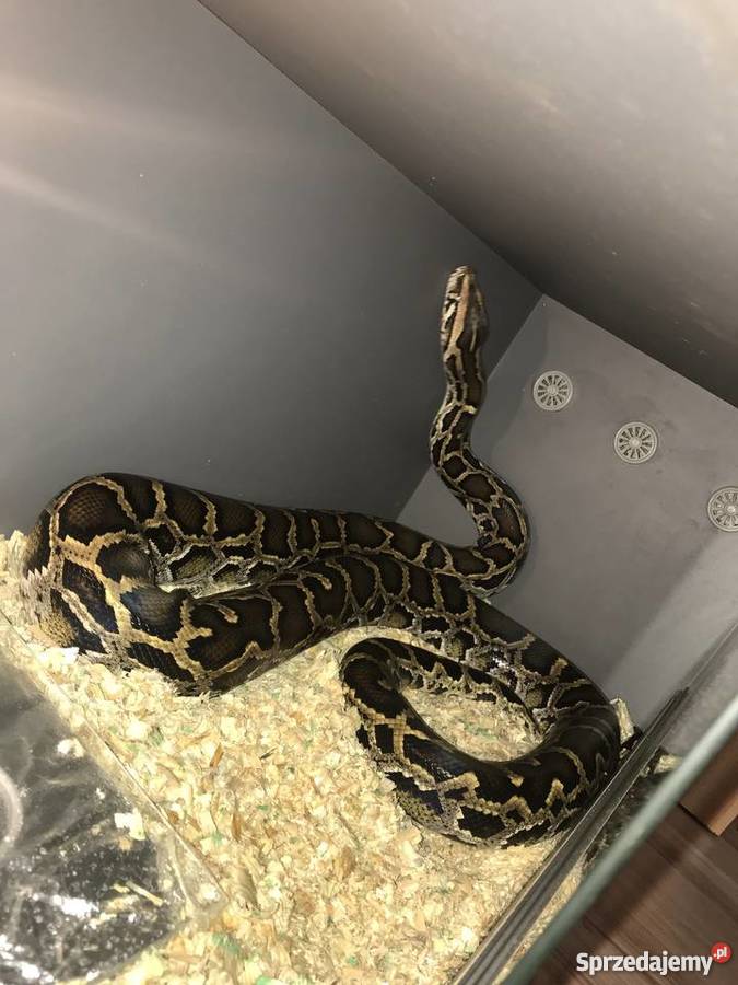 Pyton tygrysi samiec terrarium wielkopolskie Ostrów Wielkopolski