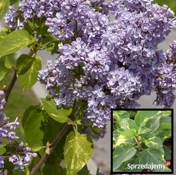Bzy lilaki Syringa odmiany różne mayera