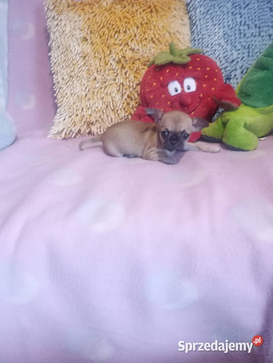 CHIHUAHUA mini suczka opolskie Opole