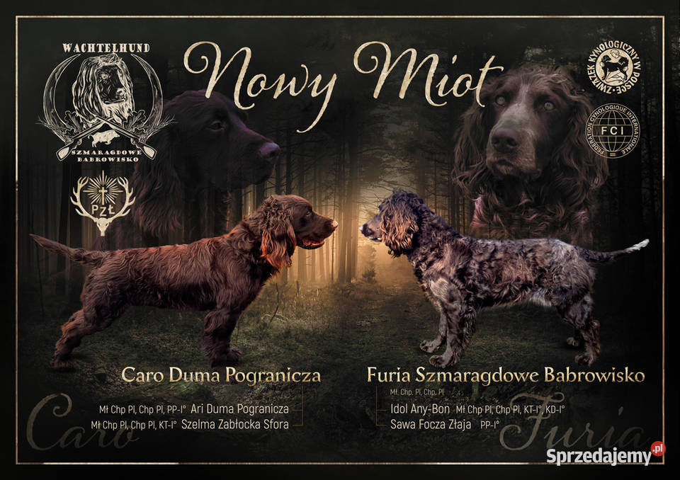 Płochacz niemiecki Wachtelhund SZCZENIĘTA Ligota Tułowicka