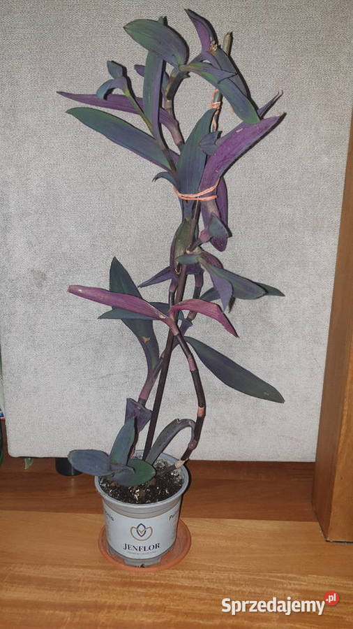 Trzykrotka setkrezja purpurowa kwiat rosnący wys Warszawa