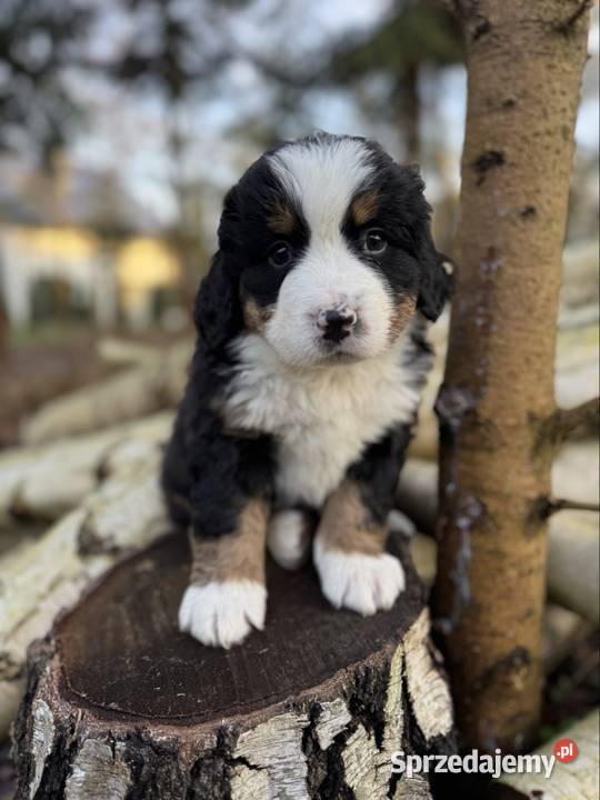Śliczna sunia piesek Berneński pies pasterski z Kielce