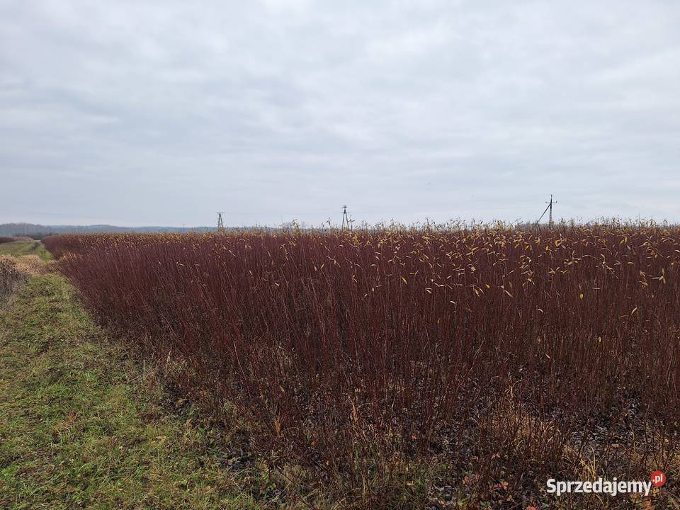 Wiklina zielona wykoszona niesortowana podkarpackie Leżajsk
