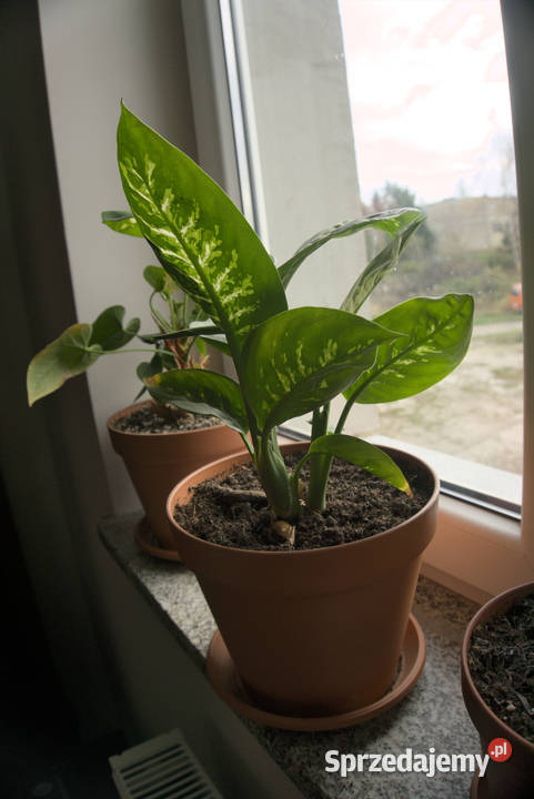 Kwiatek Roślina Difenbachia 28 Biały Kościół