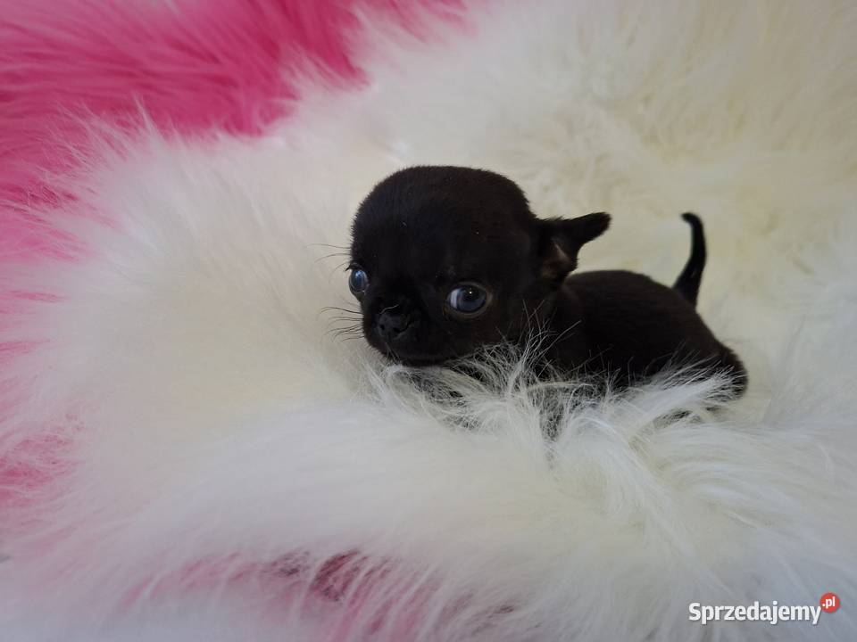 Xxs Maluszek Chihuahua sprzedam