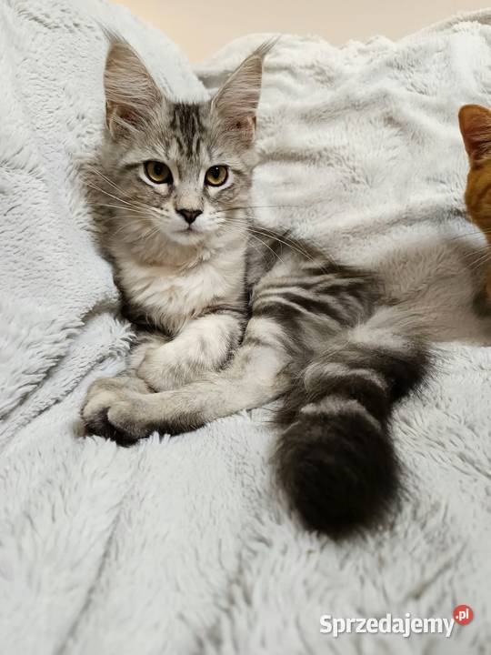 Kotka Maine Coon z rodowodem FPL Opal Wonder wielkopolskie Czempiń