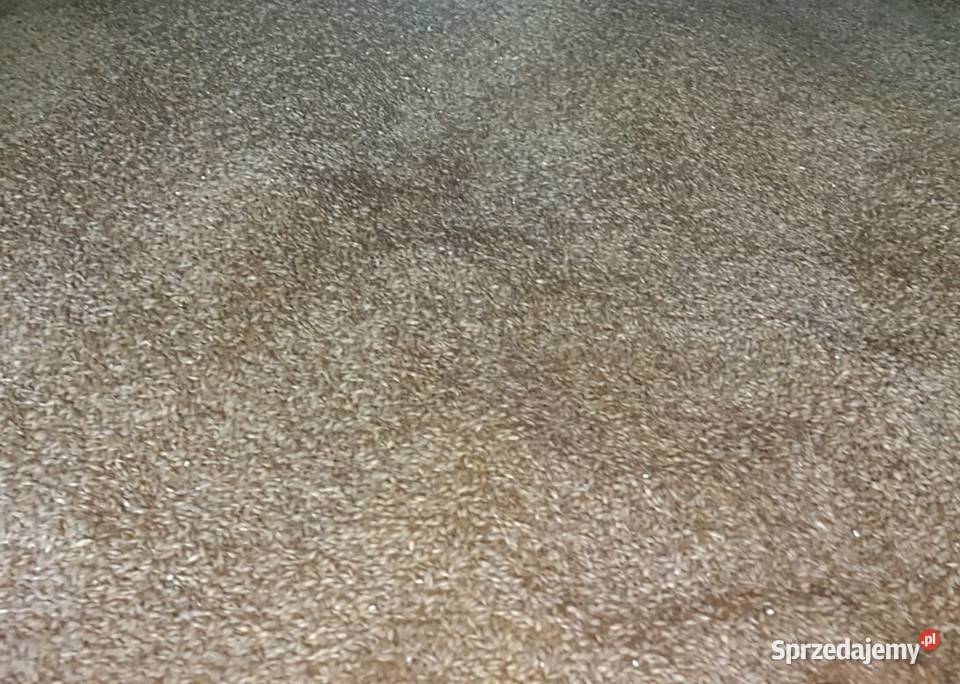 Jęczmień śląskie Zasole Bielańskie