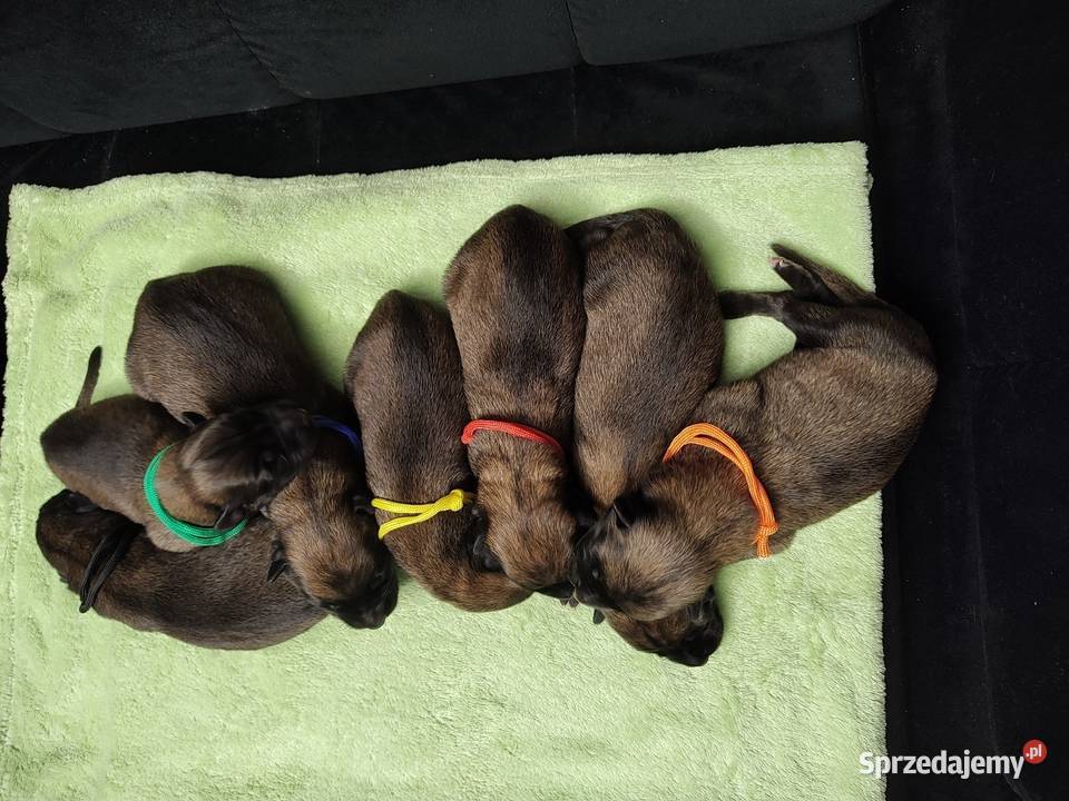 Owczarek Belgijski Milanois Częstochowa