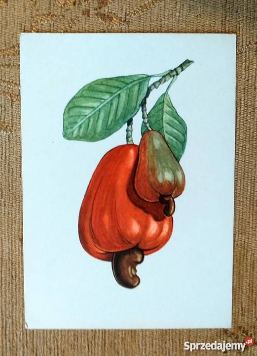 NANERCZ ZACHODNI BLISKI KREWNIAK MANGO Piszczac