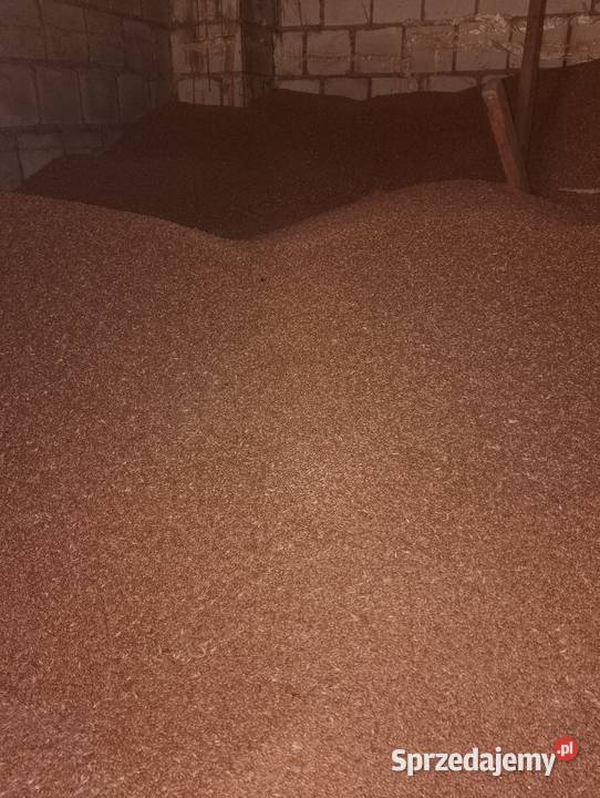 Pszenica ozima odmiana LOKATA