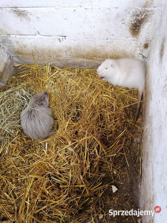 Sprzedam nutrie Dębe Wielkie