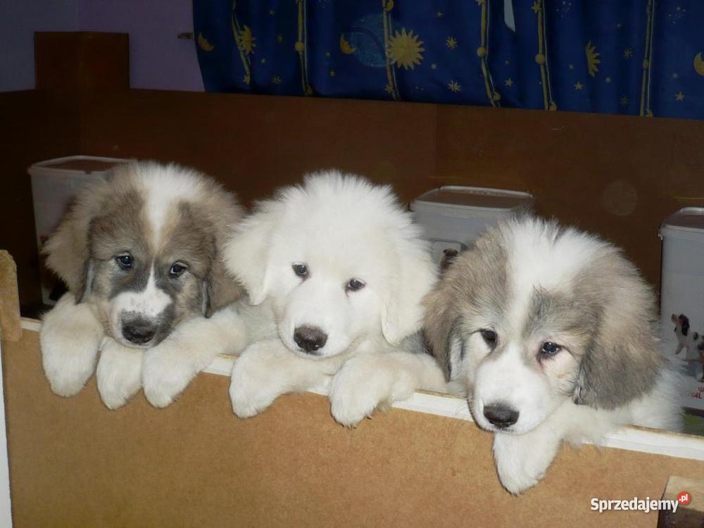 Pirenejski Pies Górski szczenięta championach sprzedam