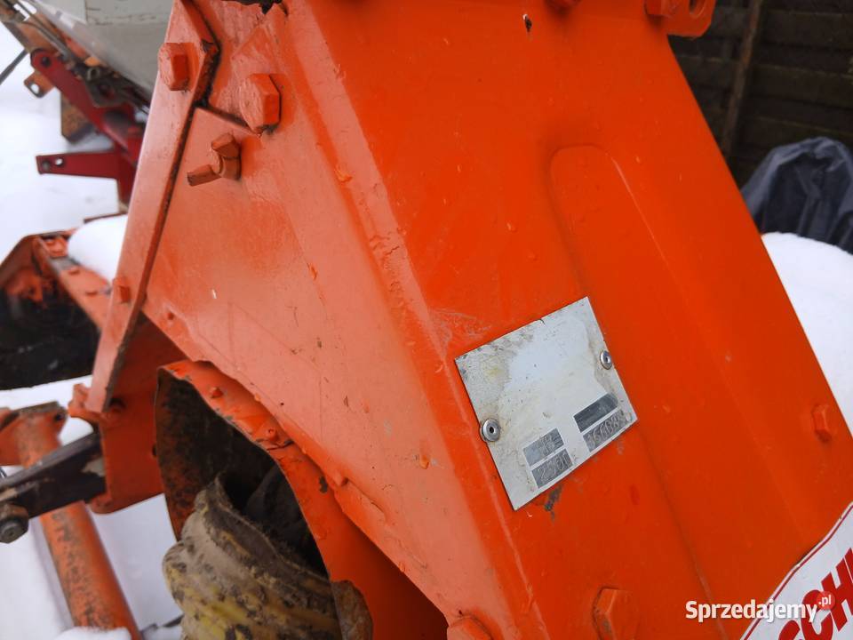 Brona wirowa maschio 25 Nowa Wieś