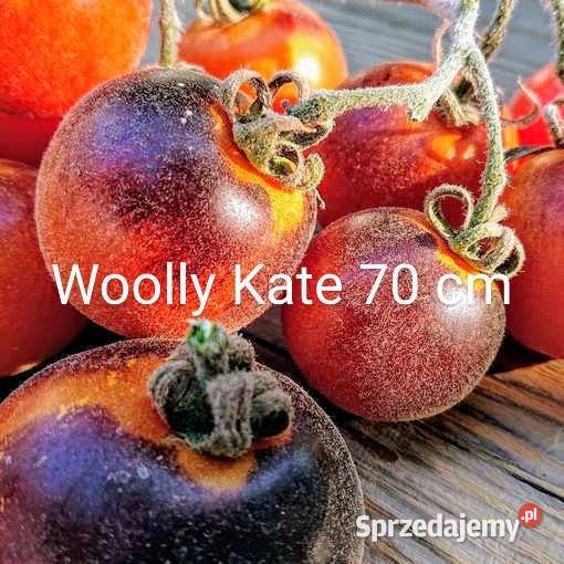 70 Pomidor niski Woolly Kate nasiona kolekcja małopolskie Kraków sprzedam