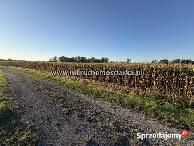 Grunt do sprzedania 4540m2 Buków Sprzedaż
