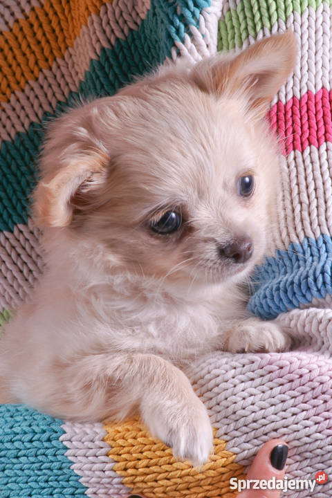 Chihuahua Długowłosa Kremowa sprzedam
