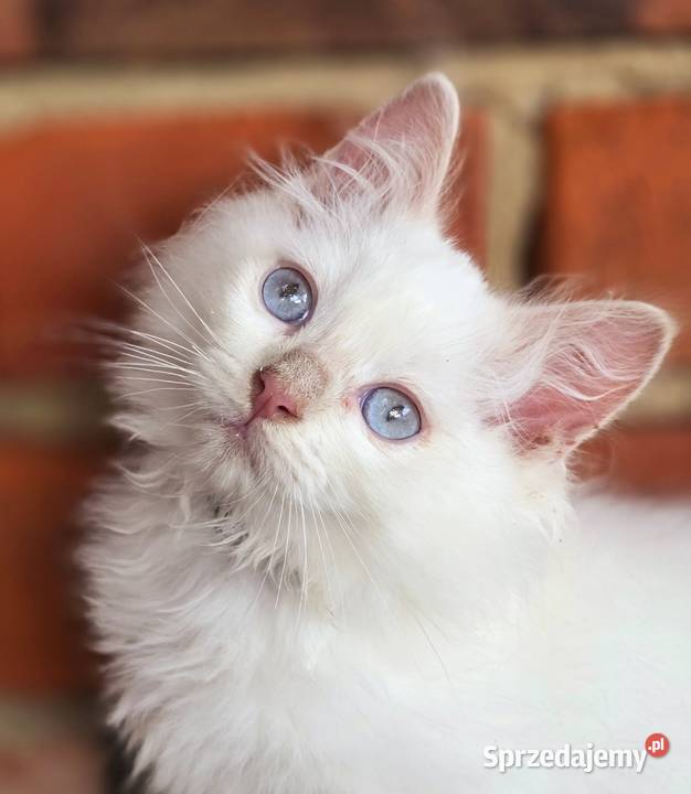 Ragdoll cherubim cremowy cynamonowy lubuskie Zielona Góra