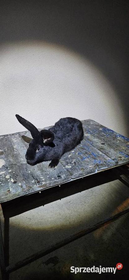 Samice olbrzym srokacz czarny Miechów sprzedam