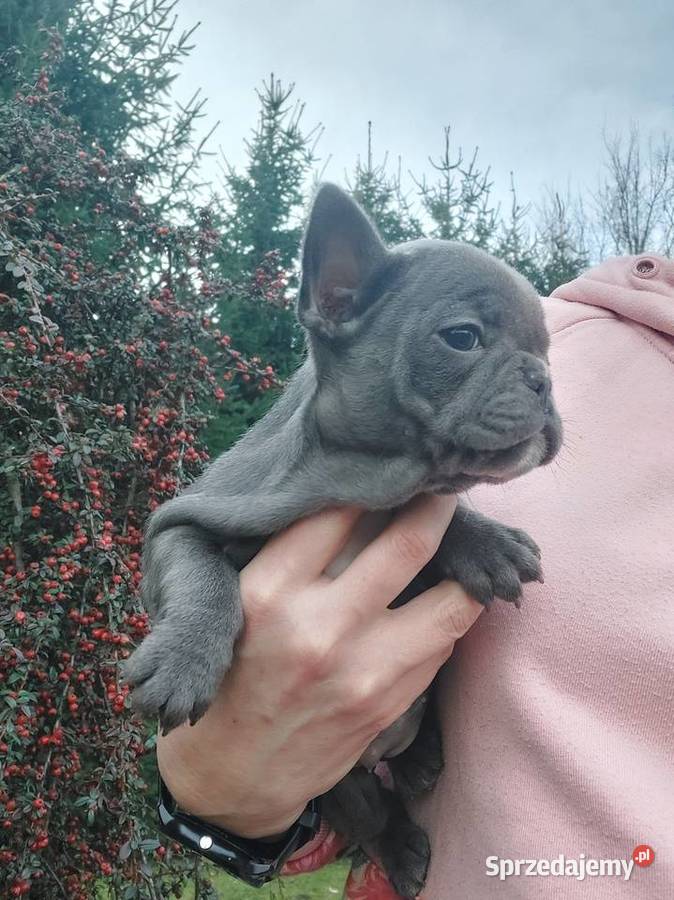 Buldog francusk przesliczna suczka blue gotowa lubuskie