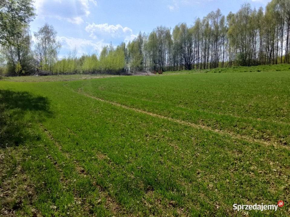 Sprzedam pszenice odmiany florentyna pierwszy Pilzno