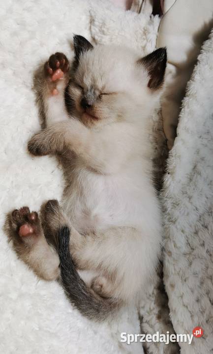 Kocięta brytyjskie point Fplp Żory