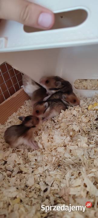 Małe chomiczki syryjskie długowłose Goleniów sprzedam