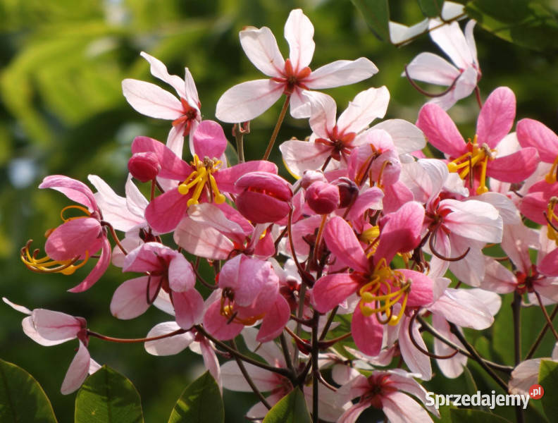 CASSIA JAVANICA Cassia javanica NASIONA 50 sztuk kujawsko-pomorskie Lubanie