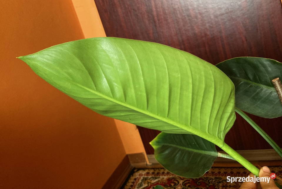 Piękny Philodendron Filodendron Congo Apple duży Kraków