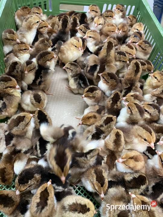 Pisklaki kury brojler Rosa Brązowa Blue wielkopolskie Września