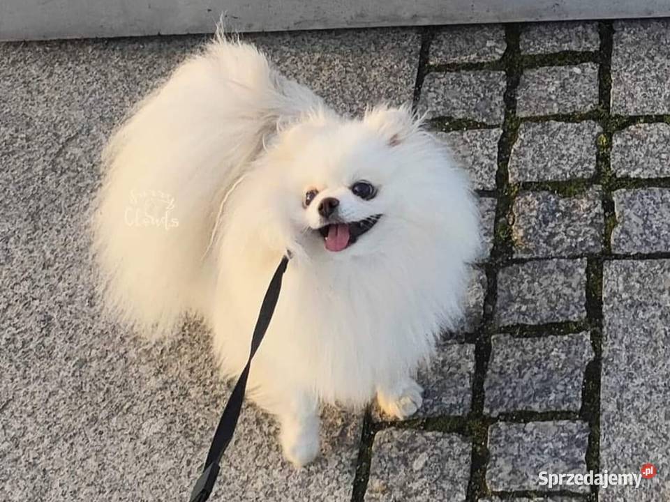 Szpic miniaturowy Pomeranian ZKwP FCI Szczecin