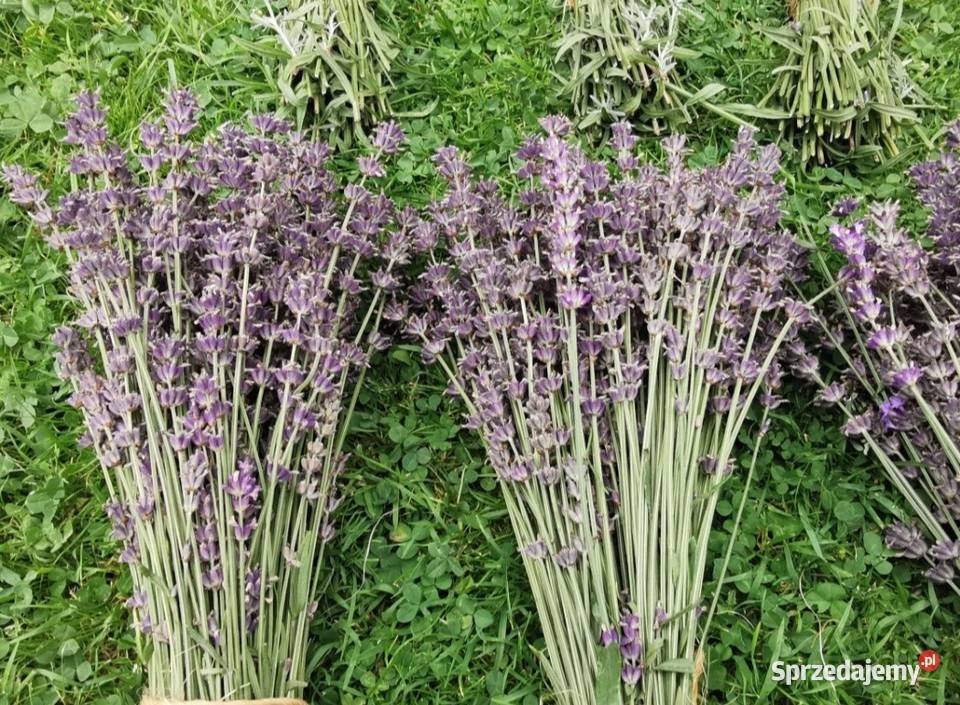 Lawenda ciętaekologiczna uprawa bukiety suszone Grojec