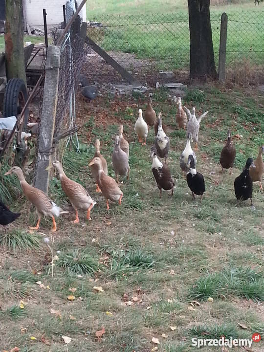 Kaczki Biegusy Młode Różne Kolory lubelskie Ryki