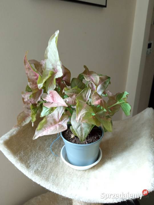 Piękne syngonium 10 i nie Białystok
