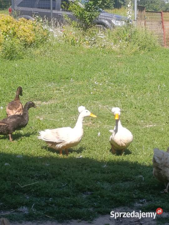 Kaczki calduck biegusy staropolskie francuskie śląskie Pszczyna