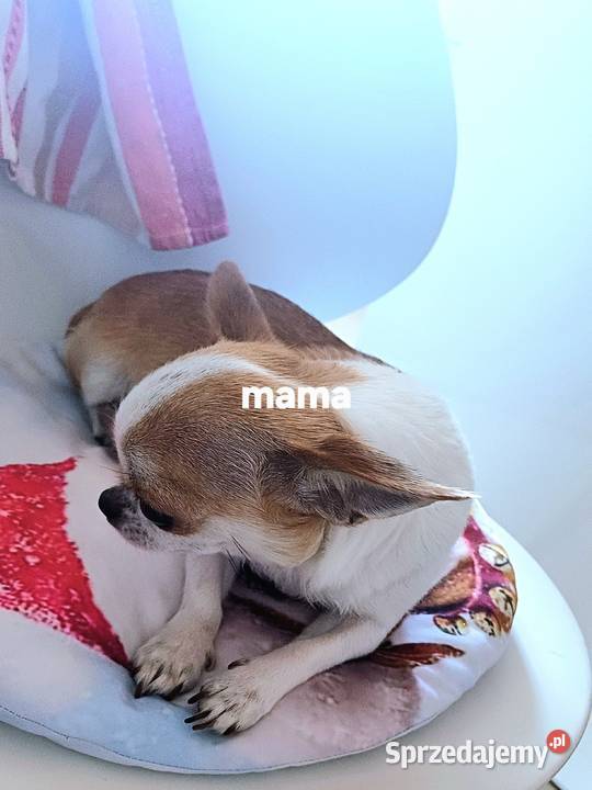 Chihuahua XSS Krótkowłosa Przepiękna Zgierz
