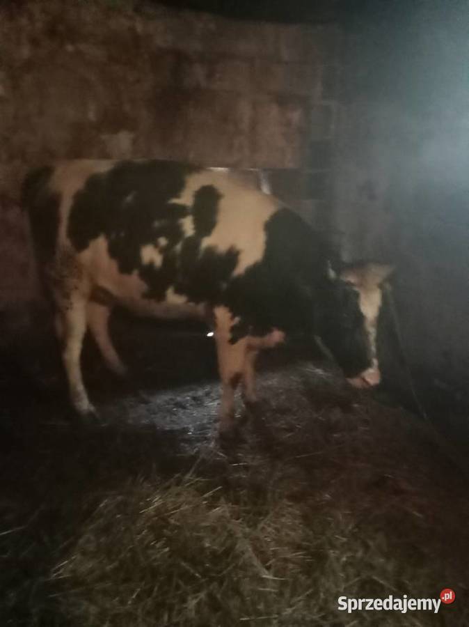 Jałwka Pozostałe Bieglów