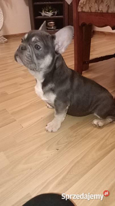Buldog francuski niebieski blu tan Buldog