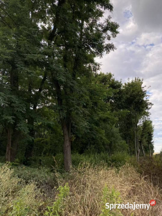 Działka budowlana 20 arów UZBROJONA Staw gm Czarnożyły sprzedam