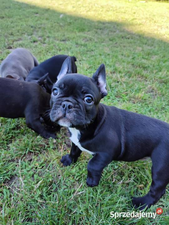 Buldog francuski czarne gotowe do odbioru Lidzbark